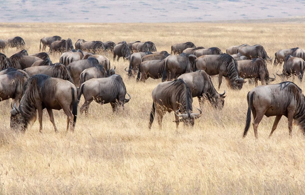 Ndutu Safari