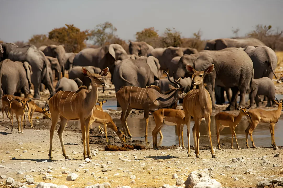 Tanzania safari