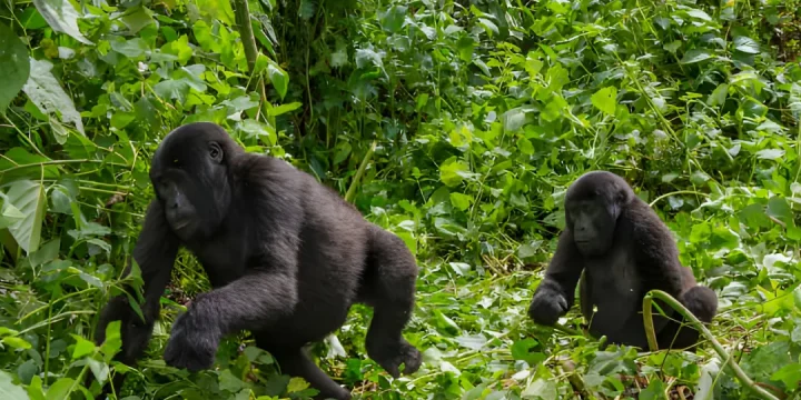 Uganda Gorilla Trekking