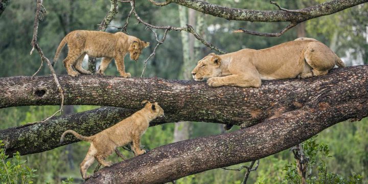 9-day safari Tarangire