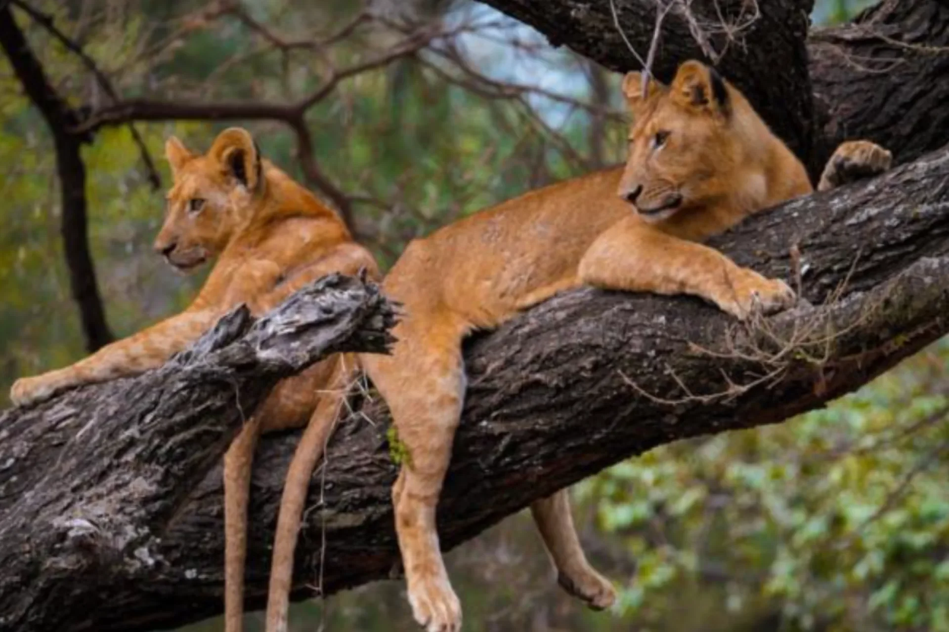 Lake Manyara