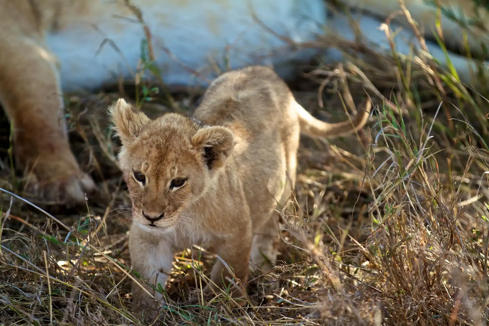 Ruaha national park