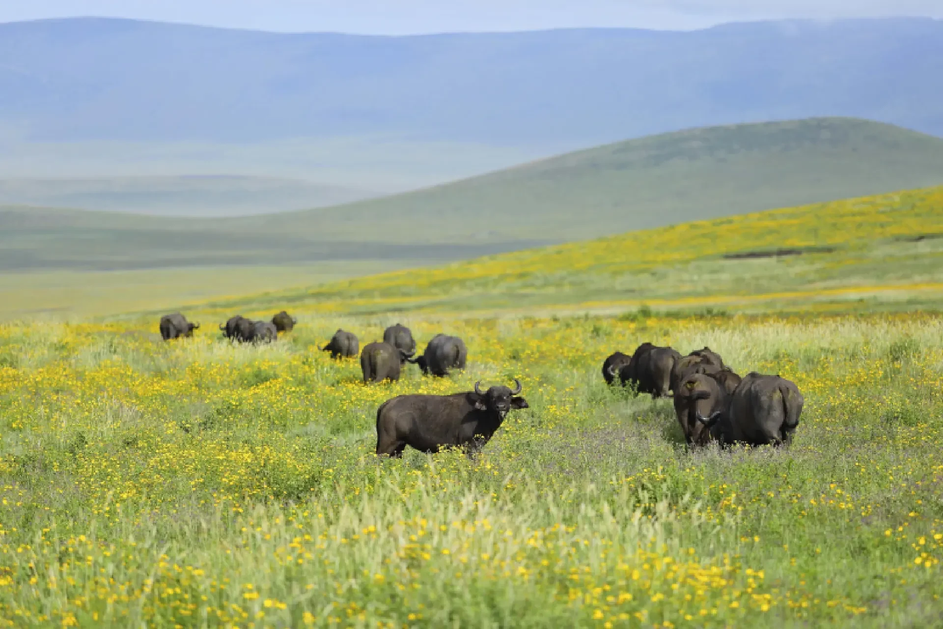 Ngorongoro Crater