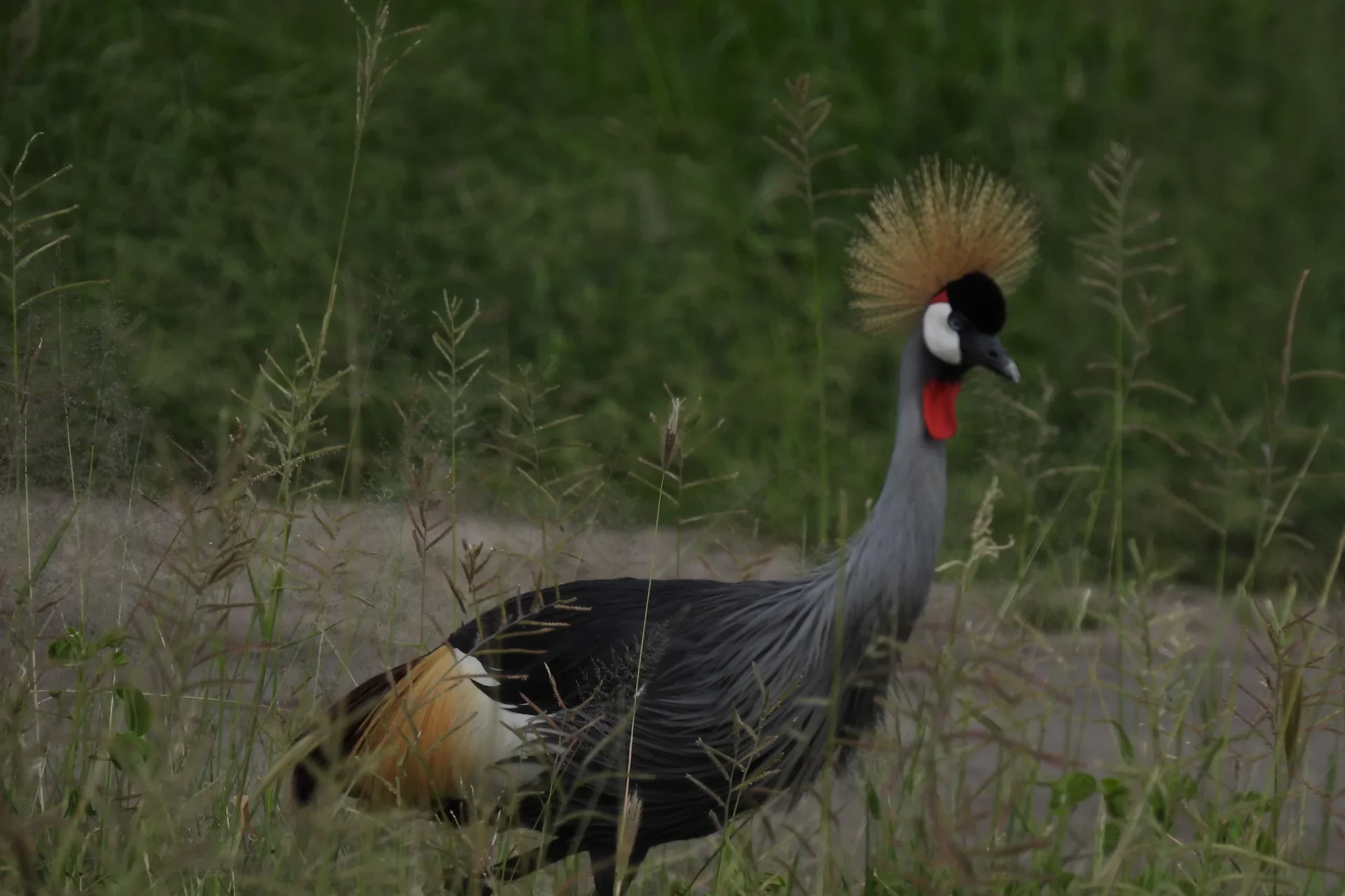 Uganda Safari