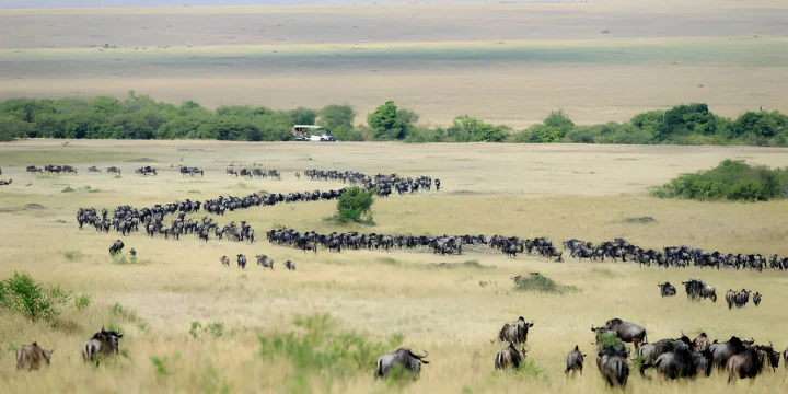 Tanzania safari luxury wildebeest migration