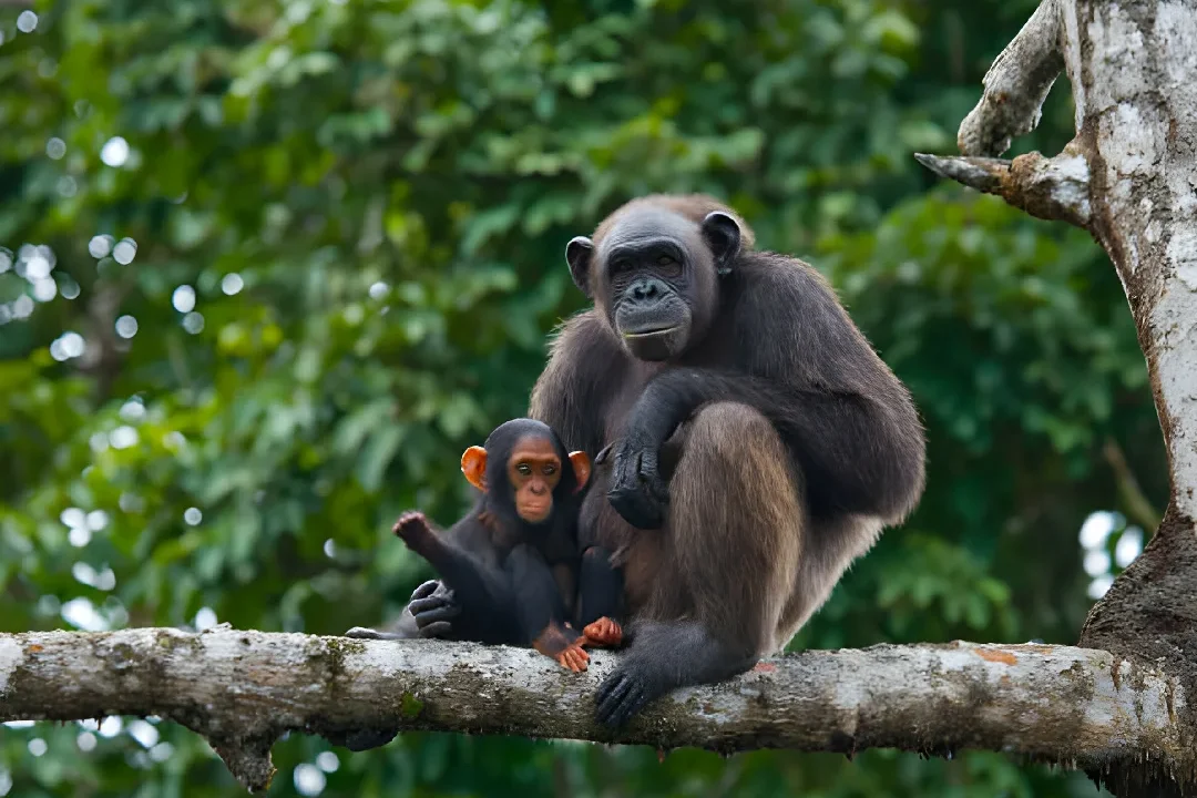 a monkey sitting on a tree branch