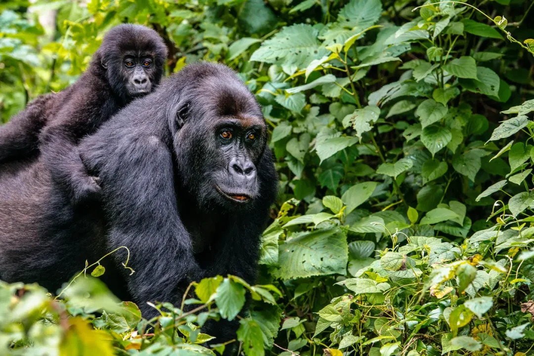 Gorilla trekking